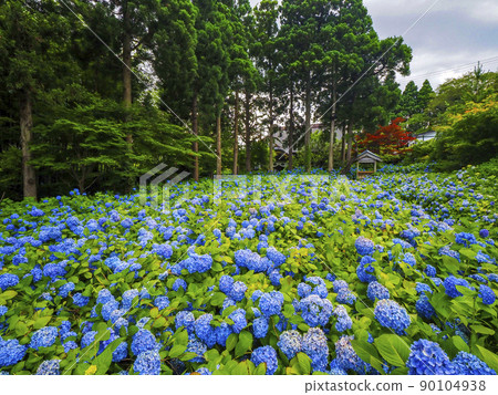 [Akita Prefecture] Oga Peninsula Unshoji Temple Hydrangea A spectacular view you want to go to before you die 90104938