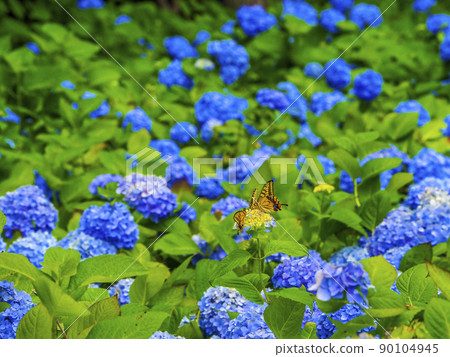 [Akita Prefecture] Oga Peninsula Hydrangea and butterflies at Unshoji Temple 90104945
