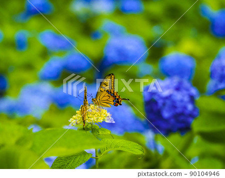 [Akita Prefecture] Oga Peninsula Hydrangea and butterflies at Unshoji Temple 90104946