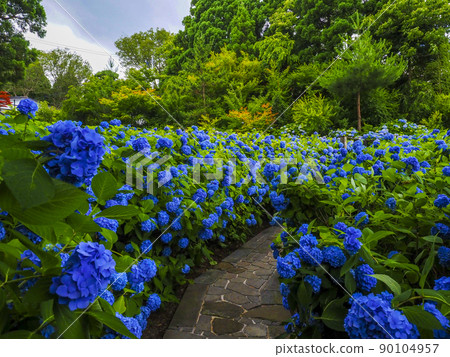 [Akita Prefecture] Oga Peninsula Unshoji Temple Hydrangea A spectacular view you want to go to before you die 90104957