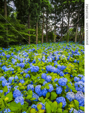 [秋田縣]男鹿半島雲勝寺繡球花 臨死前想去的絕景 90104962