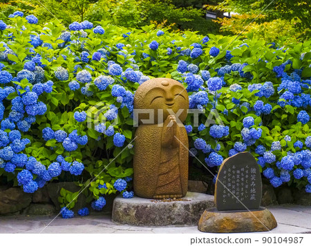 [Akita Prefecture] Hydrangea and Jizo at Unshoji Temple on the Oga Peninsula 90104987