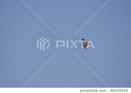 A dragonfly dancing in the sky 90105038