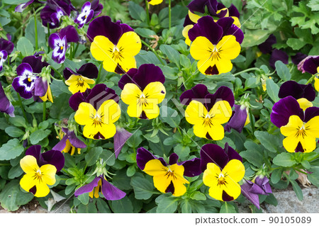 盛開的三色堇 盛開的三色堇 90105089