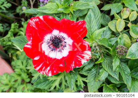 blooming anemone blooming anemone 90105104