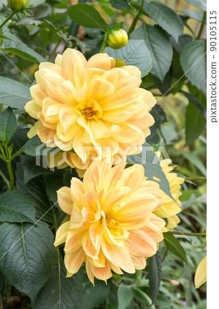 盛開的大理花 90105115