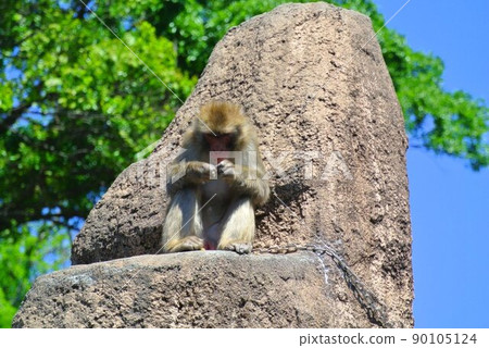 Japanese macaques Japanese macaques 90105124