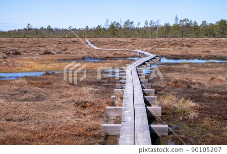 swamp in Nigula Reserve Park with blue reflection lakes, white clouds, wooden footbridge, green trees and blue sky, Estonia. 90105207