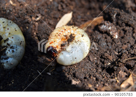 昆蟲之王，甲蟲幼蟲 90105783