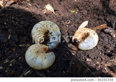 昆蟲之王，甲蟲幼蟲 90105784