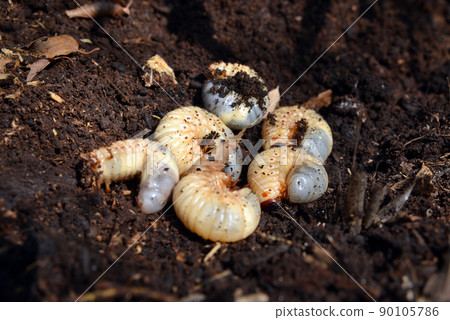 昆蟲之王,甲蟲幼蟲 昆蟲之王,甲蟲幼蟲 90105786