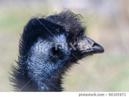 Portrait of an ostrich head in profile Portrait of an ostrich head in profile 90105971
