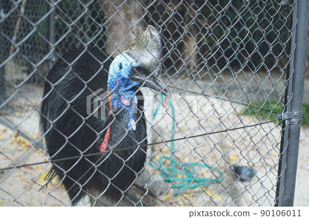 Large flightless bird Close-up photo of a beautiful cassowary 90106011