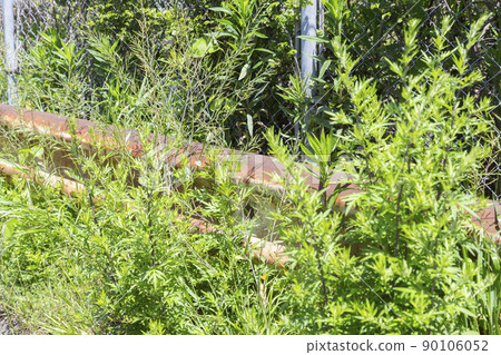Rusted guardrail hidden in weeds Rusted guardrail hidden in weeds 90106052