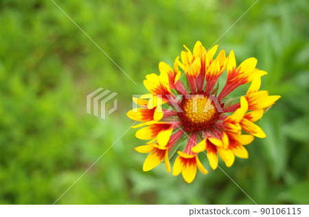 Gaillardia with unusual petals 90106115