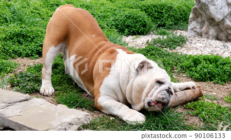 Adult dog english bulldog has fun and gnaws a stick outdoors on the grass. The concept of pets, teeth and dog health. 90106133