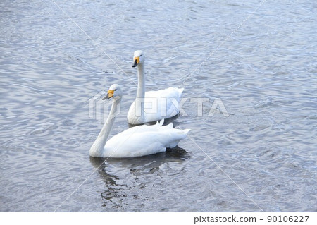 幾隻天鵝站在湖面上，一隻天鵝在屈斜路湖上 90106227
