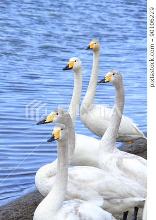 幾隻天鵝站在湖面上，一隻天鵝在屈斜路湖上 90106229