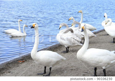 幾隻天鵝站在湖面上,一隻天鵝在屈斜路湖上 幾隻天鵝站在湖面上,一隻天鵝在屈斜路湖上 90106230