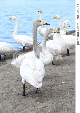幾隻天鵝站在湖面上，一隻天鵝在屈斜路湖上 90106231