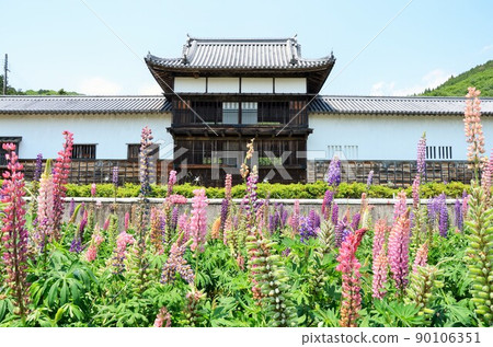 新月陣也 三日月陣也和羽扇豆 90106351