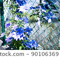 Flowers over the fence 90106369
