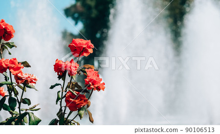 Red and pink flowers in front of fountain in park. Blooming flowers in a city park. Summer vacation. Beautiful garden Red and pink flowers in front of fountain in park. Blooming flowers in a city park. Summer vacation. Beautiful garden 90106513