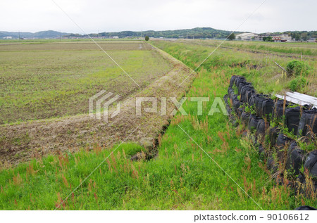 Weeds on the slope along the irrigation canal of the paddy field are growing Weeds on the slope along the irrigation canal of the paddy field are growing 90106612