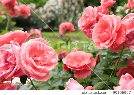 Rose   90106967