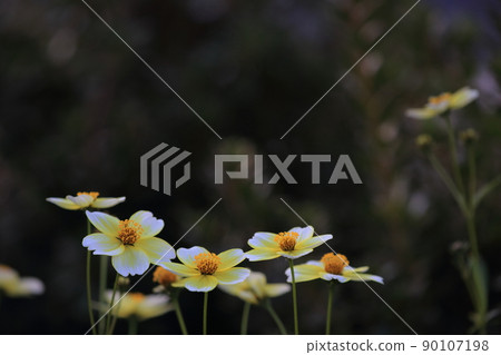 具有美麗黃色漸變的花朵(冬季宇宙,證據) 具有美麗黃色漸變的花朵(冬季宇宙,證據) 90107198