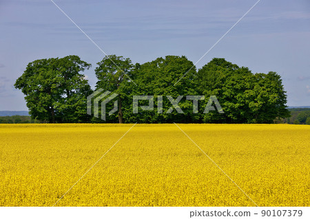 Wide Shot of Canola Field or Rapeseed Farm on a Breezy and Sunny Day 90107379