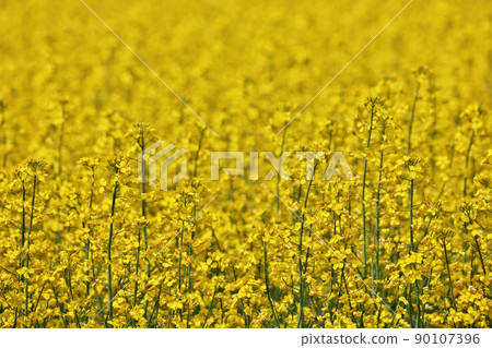 Full Frame Close up of Yellow Canola Flowers in a Farm Field on a Breezy and Sunny Day 90107396