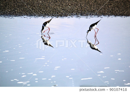 Aquatic birds in the urban environment 90107418