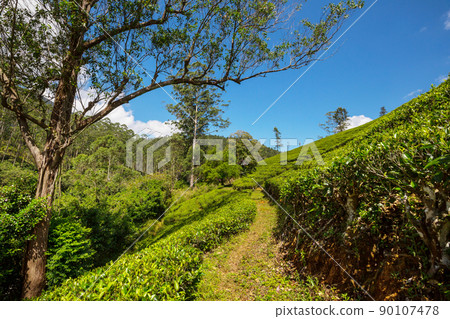 Tea plantation Tea plantation 90107478