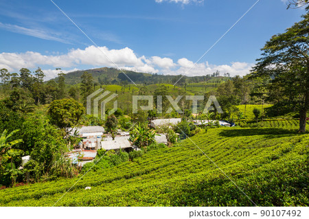 Tea plantation 90107492