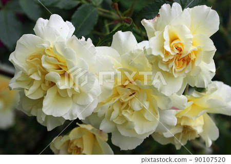 White rose flowers in close up White rose flowers in close up 90107520