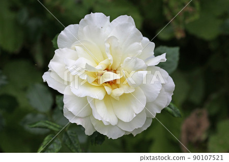 White rose flower in close up White rose flower in close up 90107521