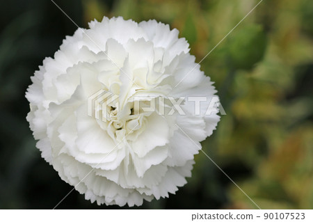White Dianthus flower in close up 90107523