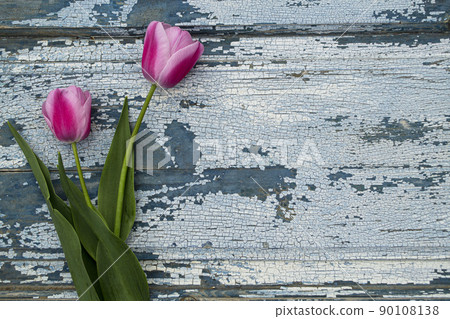 Red tulips on a gray wooden background close-up, backgrounds and textures.  90108138