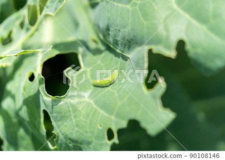 被昆蟲吃掉的白菜農業 被昆蟲吃掉的白菜農業 90108146