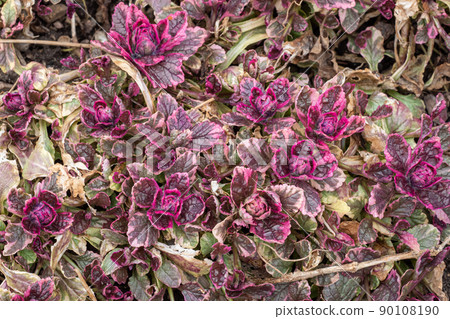 Bugleweed's colorful leaves (Ajuga reptans). Medicinal plants 90108190