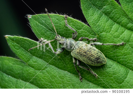 Beetle of Otiorhynchus on a strawberry leaf. 90108195
