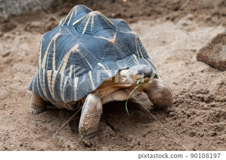 Radiated tortoise walking on ground, Astrochelys radiata. Critic Radiated tortoise walking on ground, Astrochelys radiata. Critic 90108197