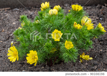 Adonis vernalis or spring pheasant's eye green plant with yellow flowers. Medicinal plants Adonis vernalis or spring pheasant's eye green plant with yellow flowers. Medicinal plants 90108198