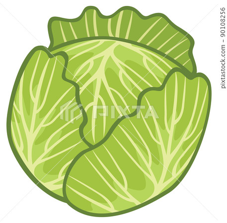 Green cabbage vegetable vector illustration 90108256