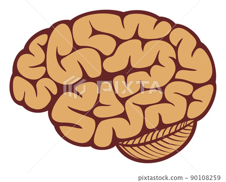 The human brain The human brain 90108259