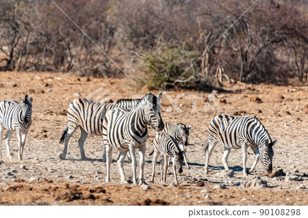 A group of Zebras in Etosha A group of Zebras in Etosha 90108298