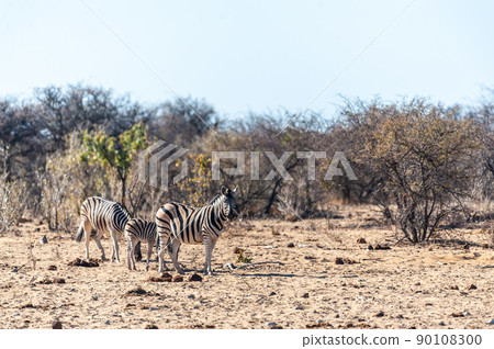 Zebras in Etosha National Park 90108300