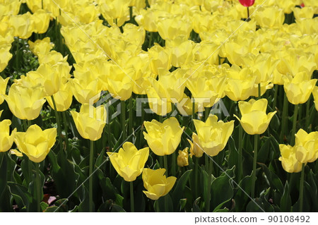 Mirror time with green leaves and yellow petals, a landscape of flower beds where tulip flowers bloom in full bloom 90108492