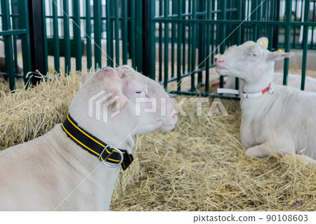 Portrait of two cute sleepy sheep resting at animal exhibition, trade show Portrait of two cute sleepy sheep resting at animal exhibition, trade show 90108603